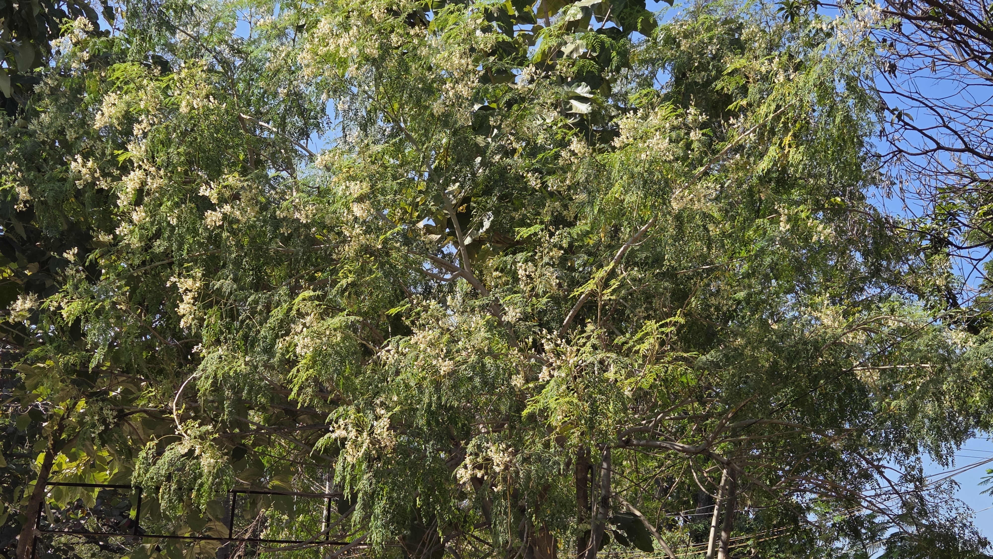 Organic produce harvest and farming activities at Chaitanya Dham farm