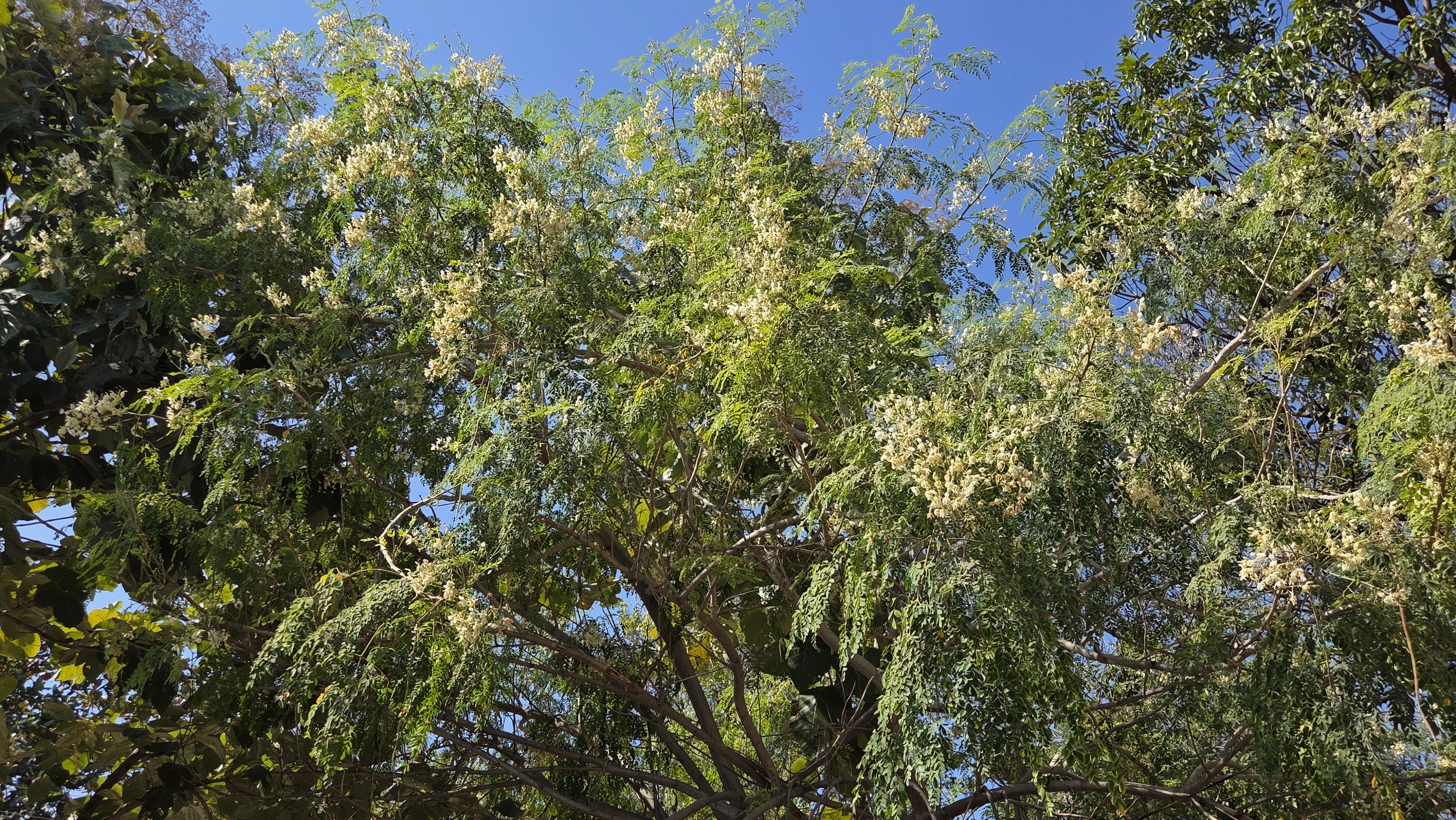 Sustainable organic agriculture and farm management at Chaitanya Dham