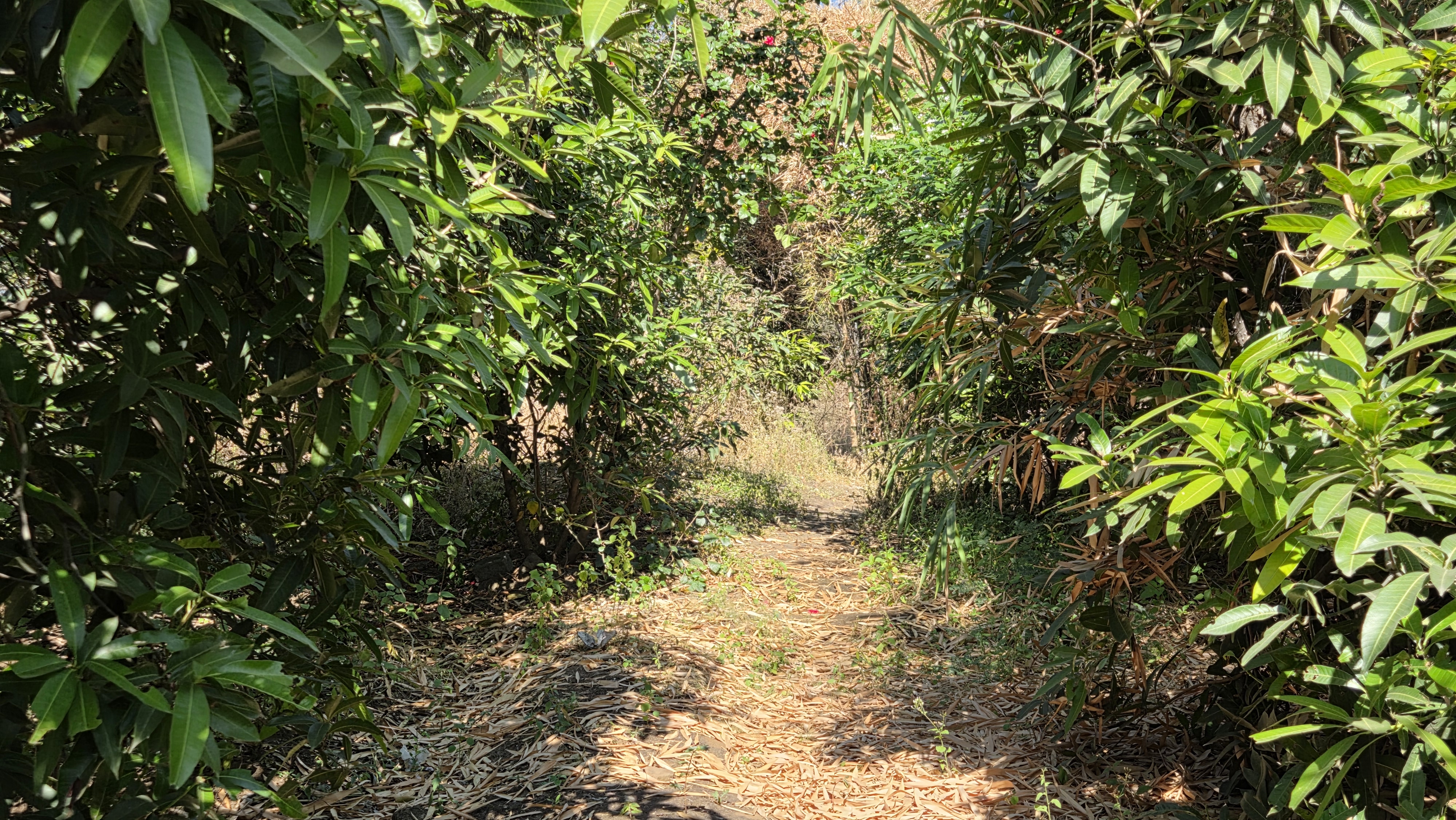 Organic produce cultivation at Chaitanya Dham farm in Mandleshwar, Madhya Pradesh