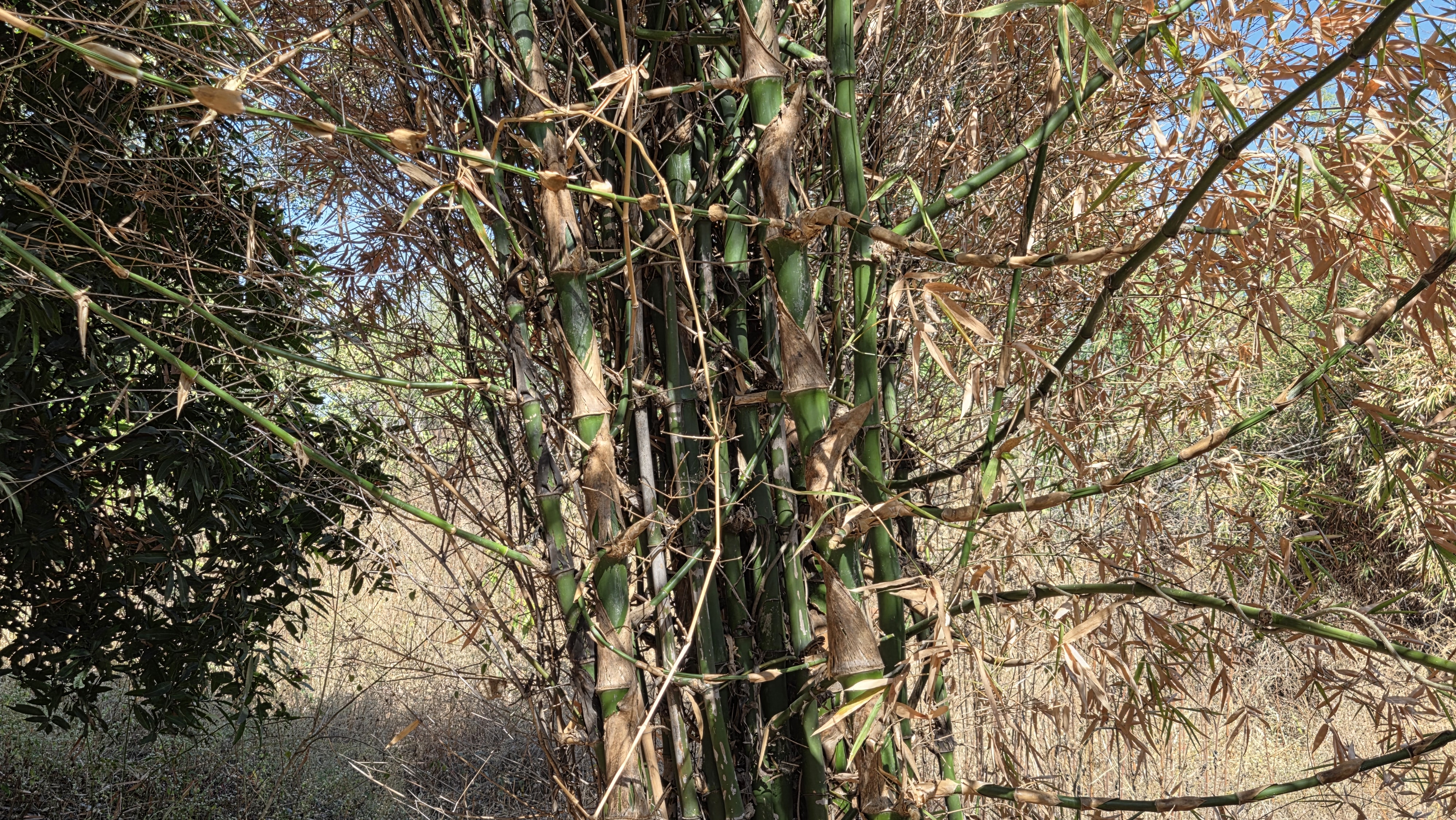 Natural farming methods and organic crop growth at Chaitanya Dham organic farm