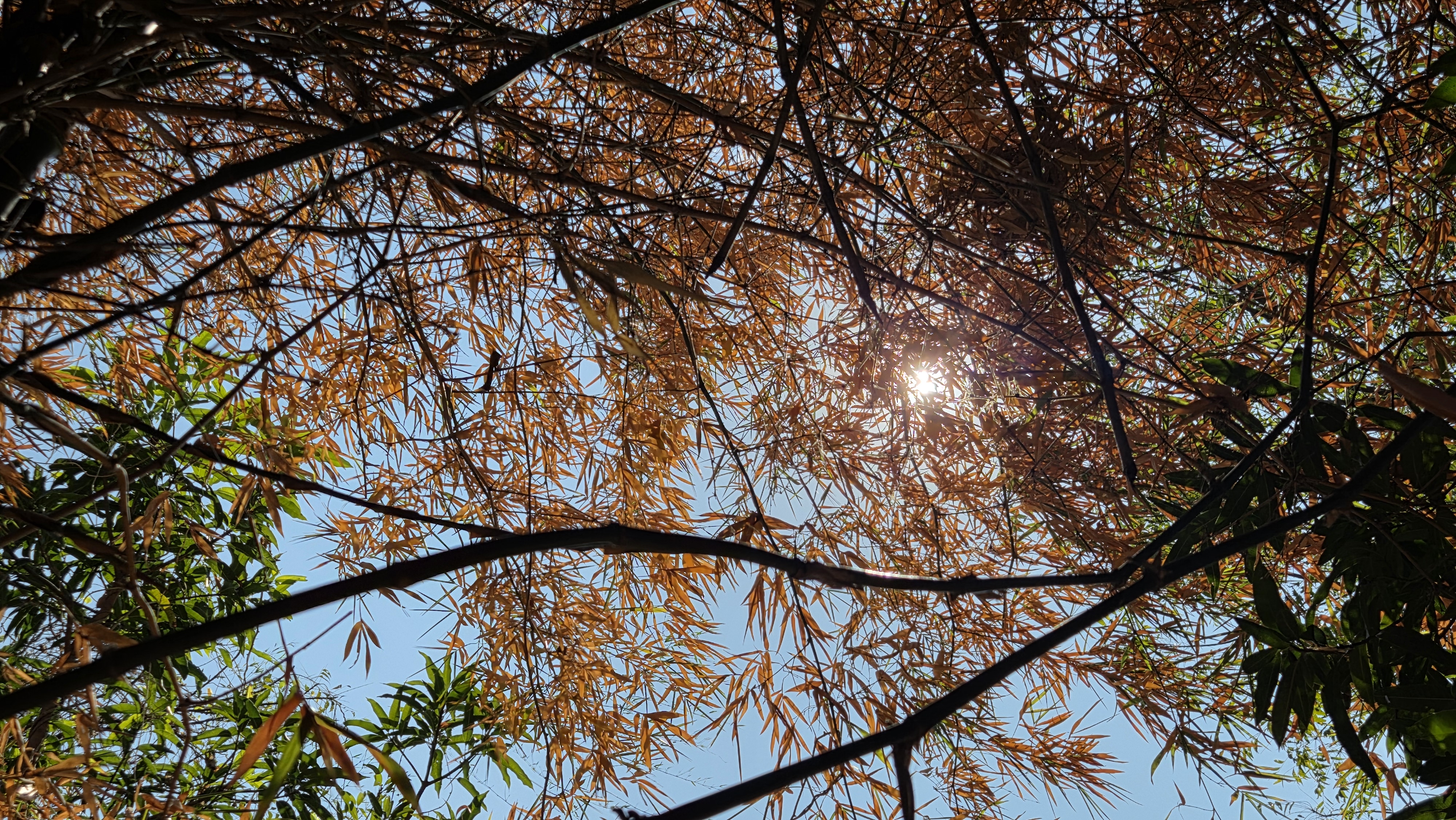 Sustainable agriculture and organic farming practices at Chaitanya Dham