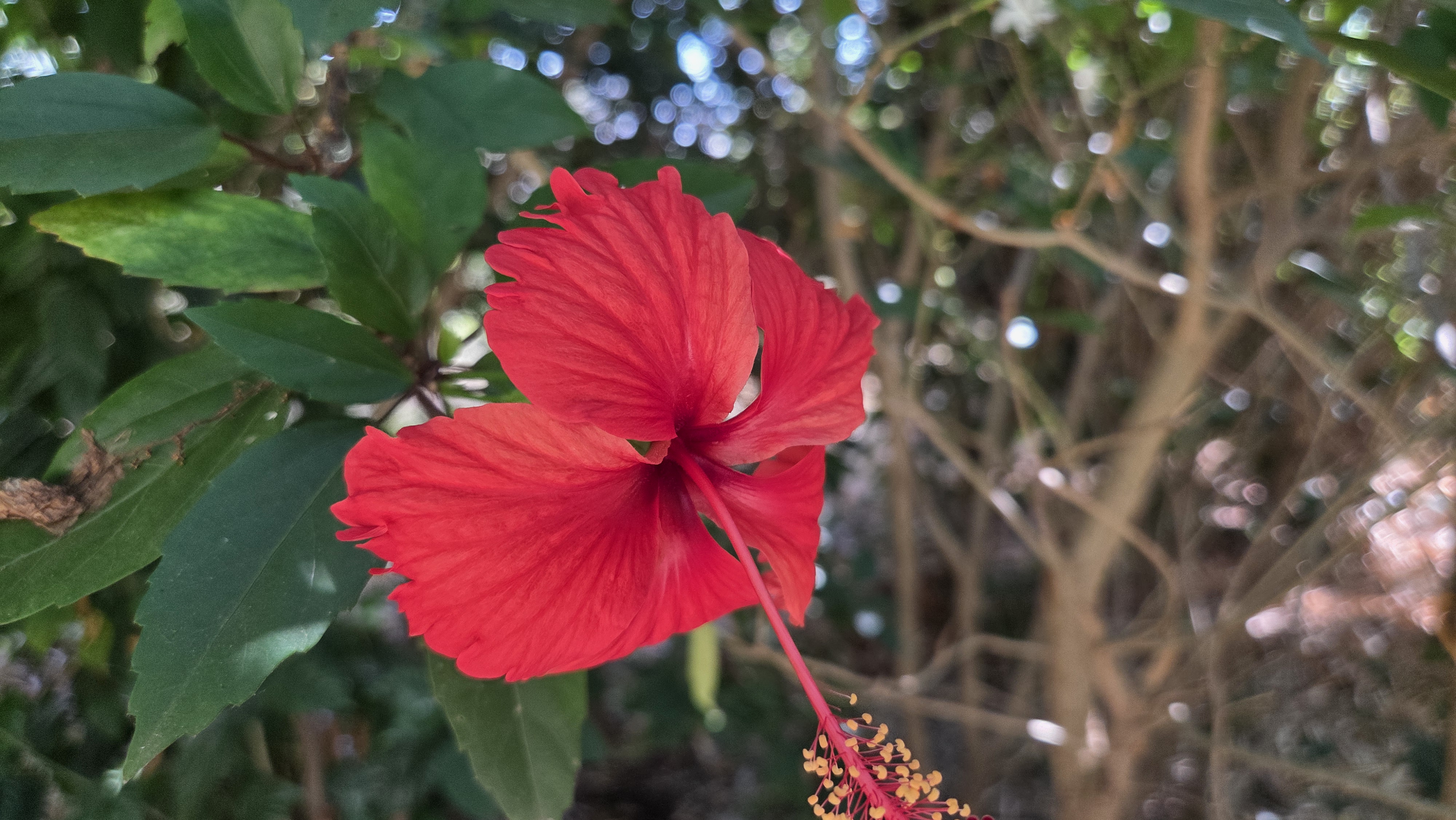 Organic vegetables and herbs growing at Chaitanya Dham farm using natural methods