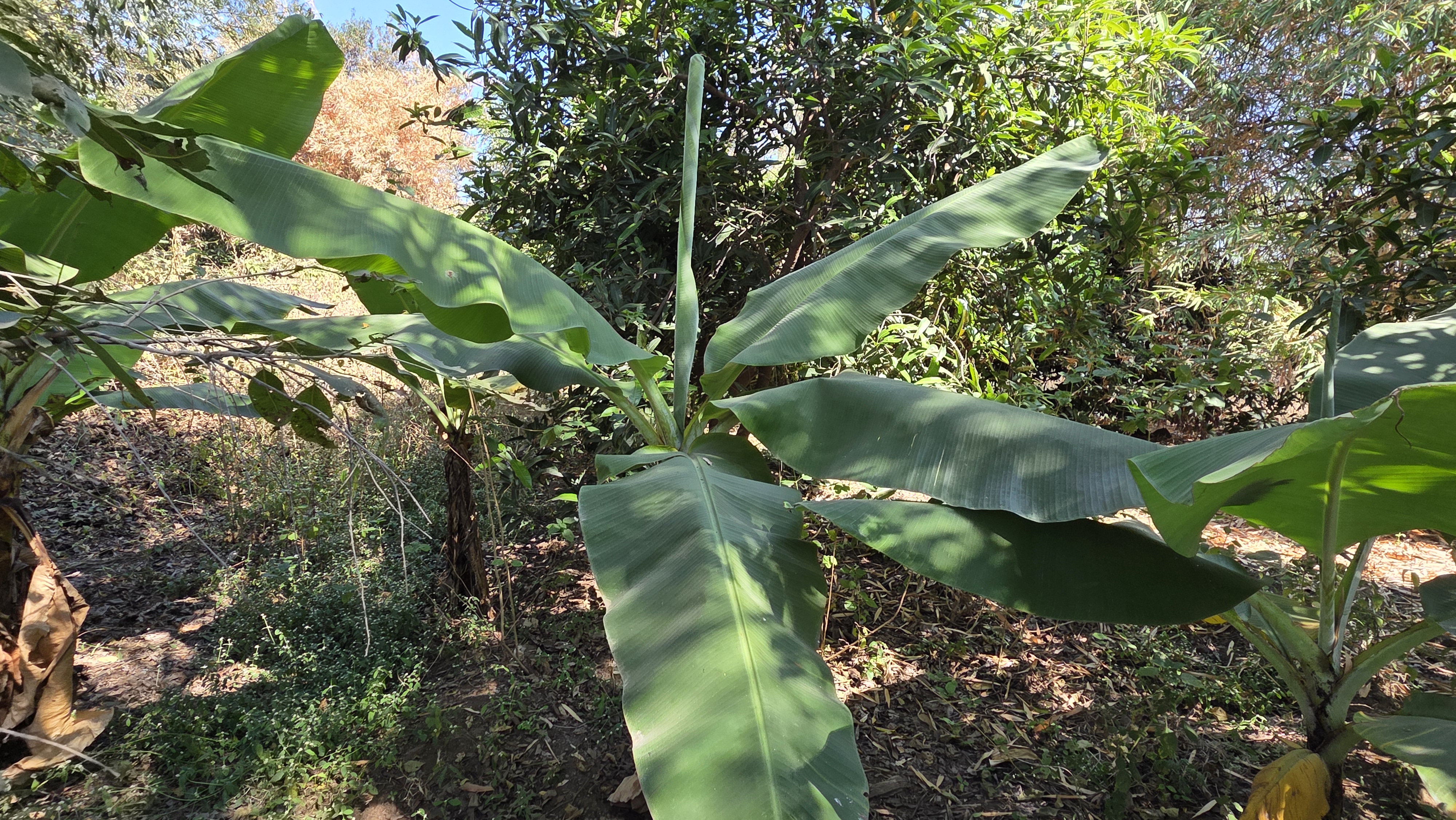 Farm-to-table organic produce at Chaitanya Dham showing fresh organic crops