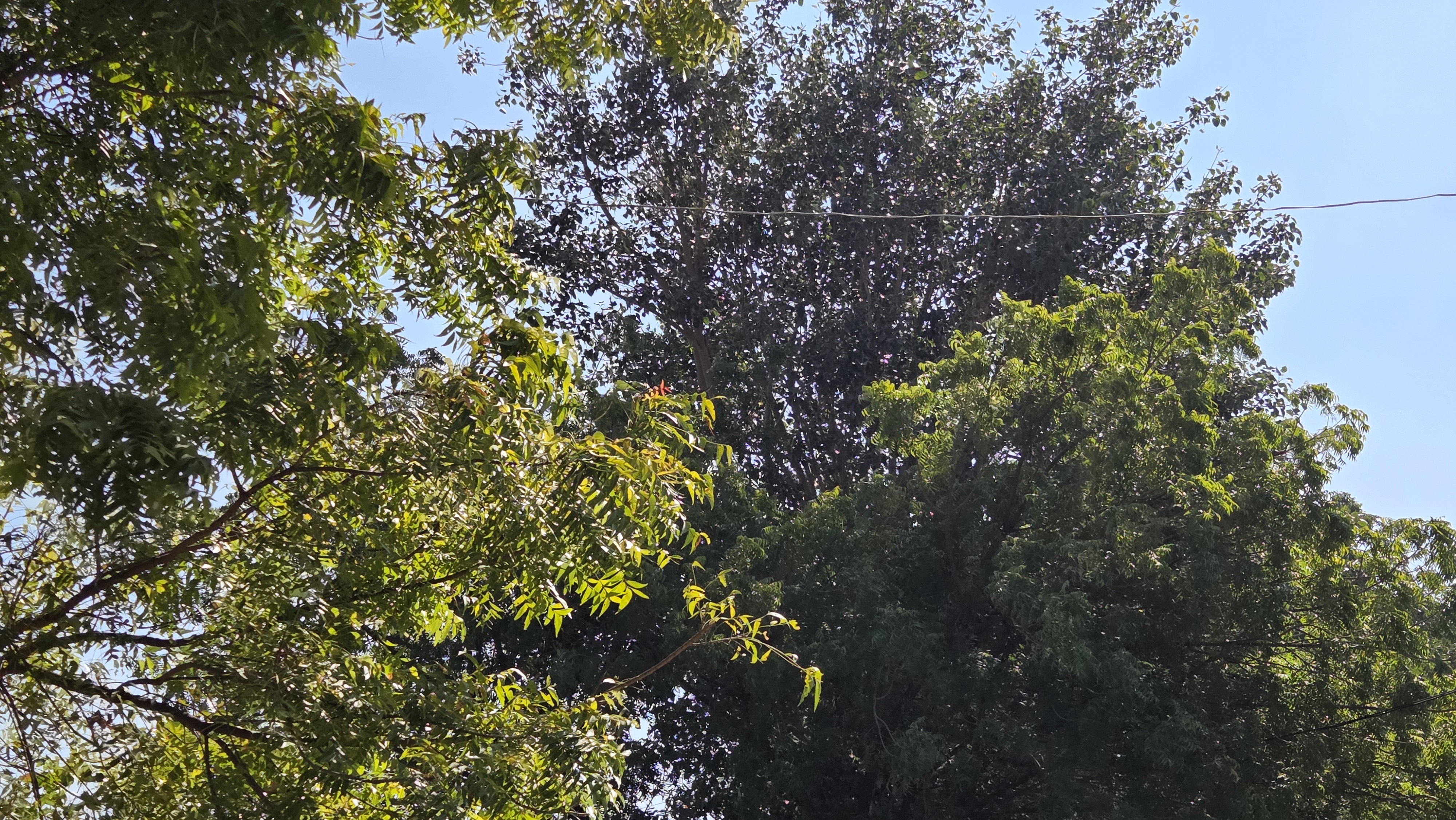 Chemical-free organic farming at Chaitanya Dham with natural compost and cow dung manure