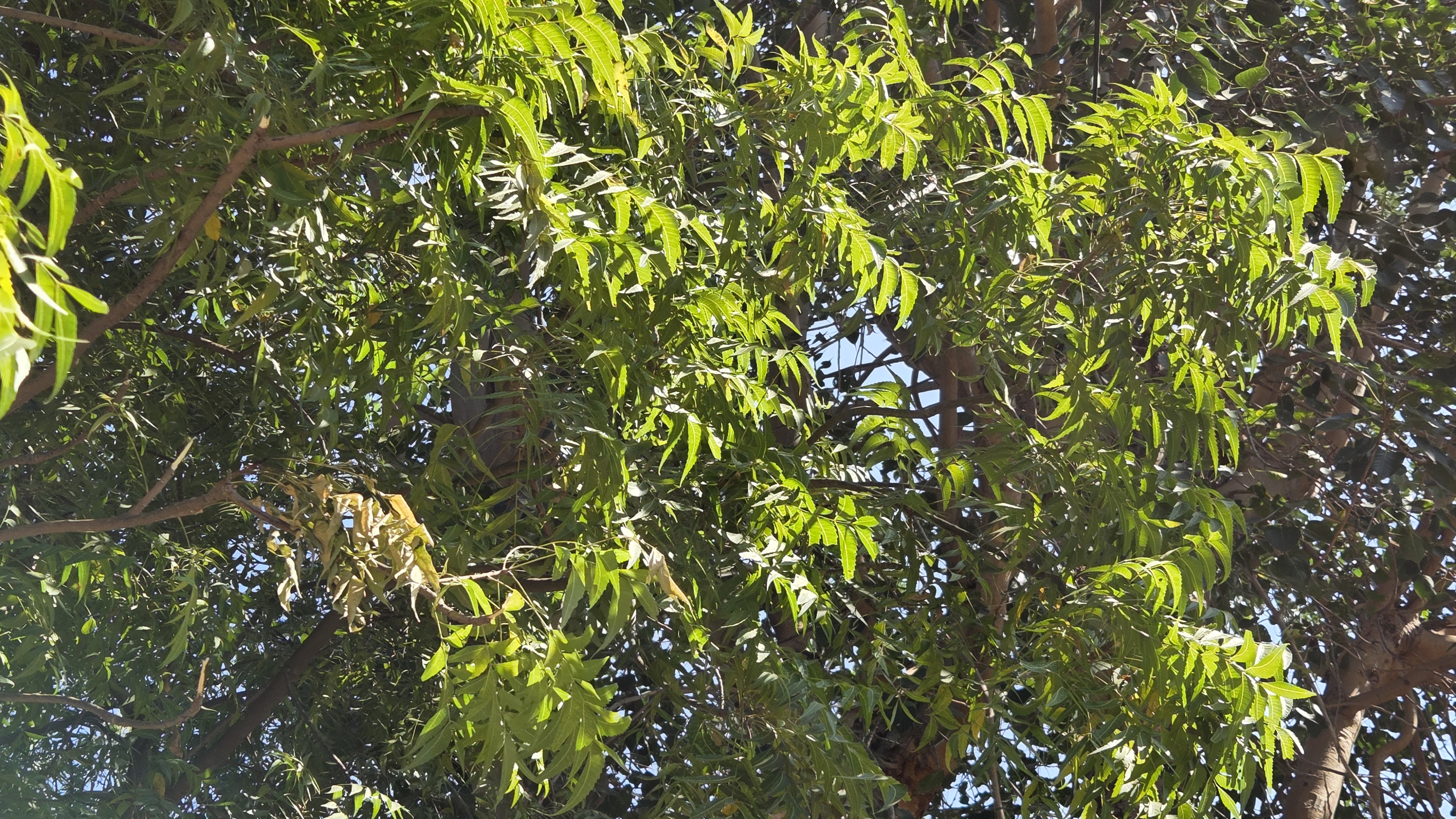 Organic farm landscape at Chaitanya Dham showcasing sustainable agriculture