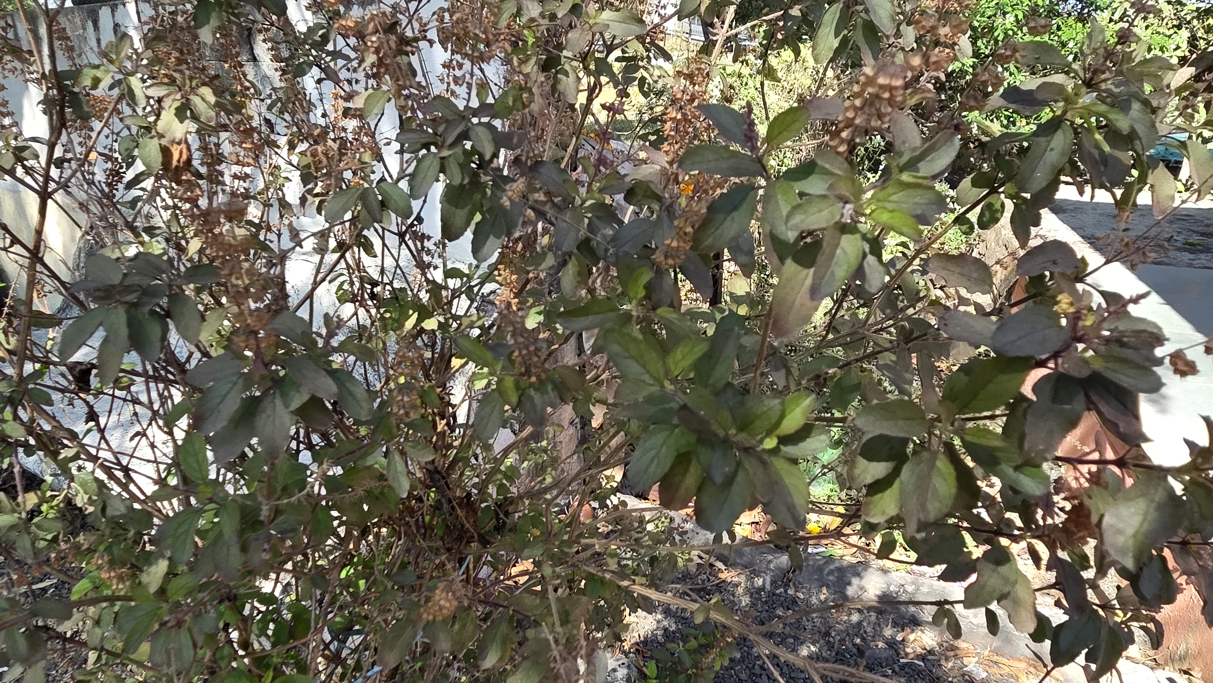 Natural organic farming practices and crop cultivation at Chaitanya Dham